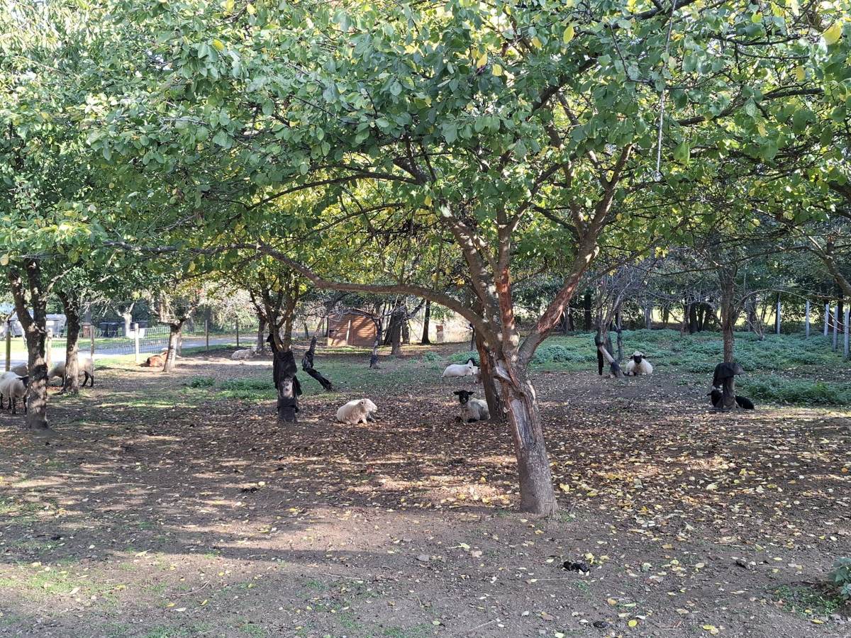 Sheep resting under orchard trees