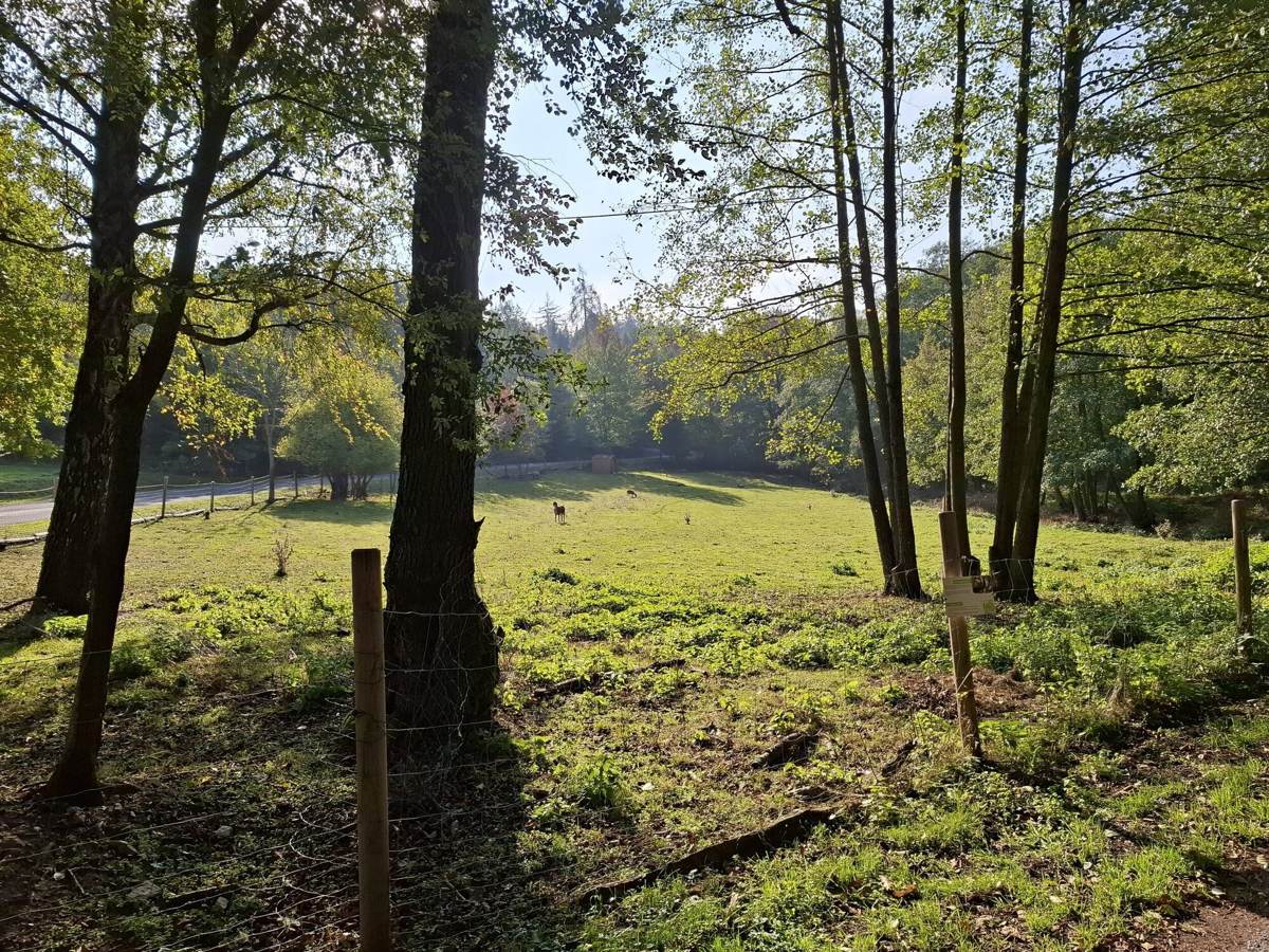 Fenced pasture between tall trees