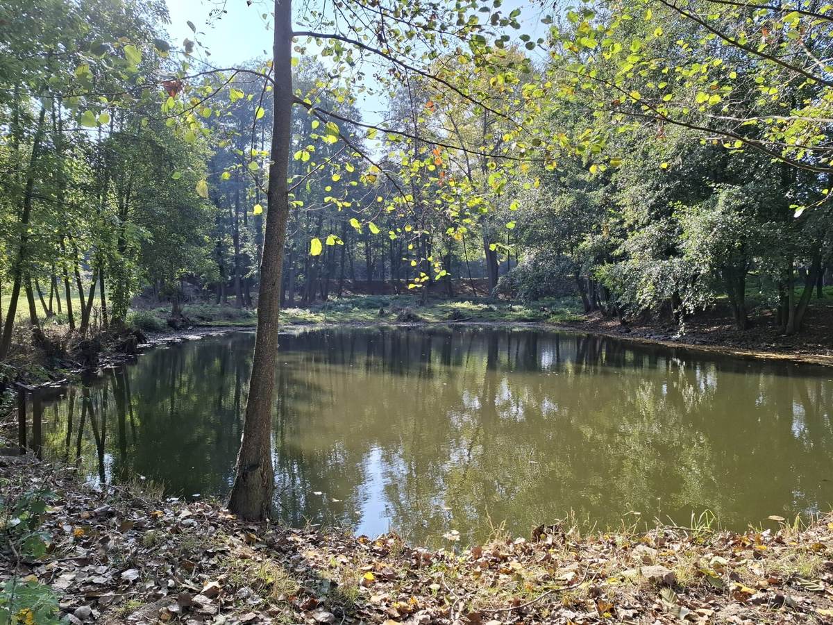Fish pond surrounded by trees